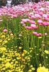 Wild Flowers