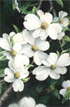 Dogwood Trees in the North Georgia Mountains