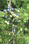 Juniper Berries