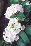 Mountain Laurel Flowers