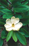 Magnolia Tree in bloom