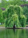 Willow Tree